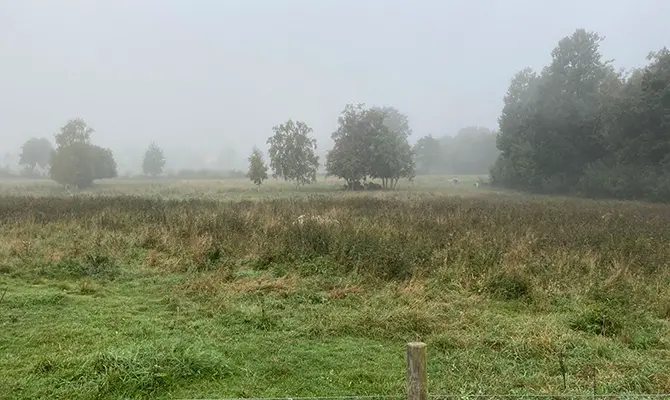 Grönt gräs i förgrunden. I bakgrunden syns enstaka träd och en grådisig himmel