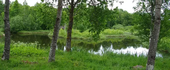 Våtmark med gräsytor runt om.